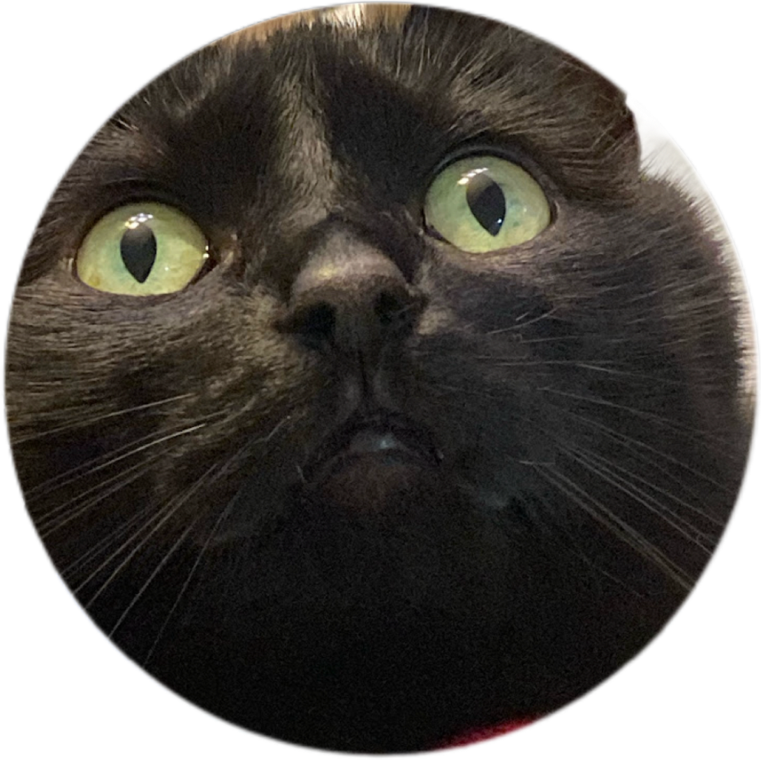 Cat Face